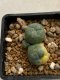 Lophophora williamsii variegata 4-5 cm 10 years old seed ownroot flower seedling ロフォフォラ　烏羽玉　仔吹き　サボテン