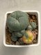 Lophophora williamsii variegata 4-5 cm 10 years old seed ownroot flower seedling ロフォフォラ　烏羽玉　仔吹き　サボテン