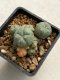 Lophophora williamsii variegata 4-5 cm 10 years old seed ownroot flower seedling ロフォフォラ　烏羽玉　仔吹き　サボテン