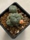 Lophophora williamsii variegata 4-5 cm 10 years old seed ownroot flower seedling ロフォフォラ　烏羽玉　仔吹き　サボテン