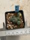 Lophophora williamsii variegata 4-5 cm 10 years old seed ownroot flower seedling ロフォフォラ　烏羽玉　仔吹き　サボテン