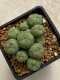 Lophophora williamsii variegata 4-5 cm 10 years old seed ownroot flower seedling ロフォフォラ　烏羽玉　仔吹き　サボテン