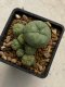 Lophophora williamsii variegata 4-5 cm 10 years old seed ownroot flower seedling ロフォフォラ　烏羽玉　仔吹き　サボテン