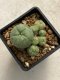 Lophophora williamsii variegata 4-5 cm 10 years old seed ownroot flower seedling ロフォフォラ　烏羽玉　仔吹き　サボテン