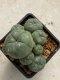 Lophophora williamsii variegata 4-5 cm 10 years old seed ownroot flower seedling ロフォフォラ　烏羽玉　仔吹き　サボテン