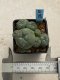 Lophophora williamsii variegata 4-5 cm 10 years old seed ownroot flower seedling ロフォフォラ　烏羽玉　仔吹き　サボテン