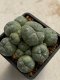 Lophophora williamsii variegata 4-5 cm 10 years old seed ownroot flower seedling ロフォフォラ　烏羽玉　仔吹き　サボテン