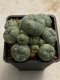 Lophophora williamsii variegata 4-5 cm 10 years old seed ownroot flower seedling ロフォフォラ　烏羽玉　仔吹き　サボテン