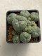 Lophophora williamsii variegata 4-5 cm 10 years old seed ownroot flower seedling ロフォフォラ　烏羽玉　仔吹き　サボテン