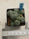 Lophophora williamsii variegata 4-5 cm 10 years old seed ownroot flower seedling ロフォフォラ　烏羽玉　仔吹き　サボテン