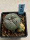 Lophophora williamsii variegata 4-5 cm 10 years old seed ownroot flower seedling ロフォフォラ　烏羽玉　仔吹き　サボテン