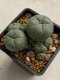 Lophophora williamsii variegata 4-5 cm 10 years old seed ownroot flower seedling ロフォフォラ　烏羽玉　仔吹き　サボテン