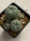 Lophophora williamsii variegata 4-5 cm 10 years old seed ownroot flower seedling ロフォフォラ　烏羽玉　仔吹き　サボテン