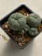 Lophophora williamsii variegata 4-5 cm 10 years old seed ownroot flower seedling ロフォフォラ　烏羽玉　仔吹き　サボテン