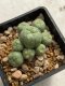 Lophophora williamsii variegata 4-5 cm 10 years old seed ownroot flower seedling ロフォフォラ　烏羽玉　仔吹き　サボテン