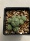 Lophophora williamsii variegata 4-5 cm 10 years old seed ownroot flower seedling ロフォフォラ　烏羽玉　仔吹き　サボテン