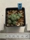 Lophophora williamsii variegata 4-5 cm 10 years old seed ownroot flower seedling ロフォフォラ　烏羽玉　仔吹き　サボテン
