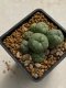 Lophophora williamsii variegata 4-5 cm 10 years old seed ownroot flower seedling ロフォフォラ　烏羽玉　仔吹き　サボテン