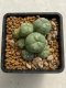 Lophophora williamsii variegata 4-5 cm 10 years old seed ownroot flower seedling ロフォフォラ　烏羽玉　仔吹き　サボテン