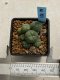 Lophophora williamsii variegata 4-5 cm 10 years old seed ownroot flower seedling ロフォフォラ　烏羽玉　仔吹き　サボテン