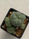 Lophophora williamsii variegata 4-5 cm 10 years old seed ownroot flower seedling ロフォフォラ　烏羽玉　仔吹き　サボテン