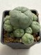 Lophophora williamsii variegata 4-5 cm 10 years old seed ownroot flower seedling ロフォフォラ　烏羽玉　仔吹き　サボテン