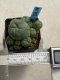 Lophophora williamsii variegata 4-5 cm 10 years old seed ownroot flower seedling ロフォフォラ　烏羽玉　仔吹き　サボテン