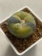 Lophophora williamsii variegata 4-5 cm 10 years old seed ownroot flower seedling ロフォフォラ　烏羽玉　仔吹き　サボテン