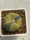 Lophophora williamsii variegata 4-5 cm 10 years old seed ownroot flower seedling ロフォフォラ　烏羽玉　仔吹き　サボテン