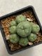 Lophophora williamsii variegata 4-5 cm 10 years old seed ownroot flower seedling ロフォフォラ　烏羽玉　仔吹き　サボテン