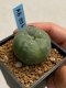 Lophophora williamsii variegata 4-5 cm 10 years old seed ownroot flower seedling ロフォフォラ　烏羽玉　仔吹き　サボテン