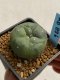 Lophophora williamsii variegata 4-5 cm 10 years old seed ownroot flower seedling ロフォフォラ　烏羽玉　仔吹き　サボテン