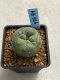 Lophophora williamsii variegata 4-5 cm 10 years old seed ownroot flower seedling ロフォフォラ　烏羽玉　仔吹き　サボテン