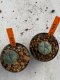 Lophophora williamsii 4-5 cm 7 years old seed ownroot flower seedling ロフォフォラ　烏羽玉　仔吹き　サボテン