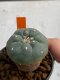 Lophophora williamsii 4-5 cm 7 years old seed ownroot flower seedling ロフォフォラ　烏羽玉　仔吹き　サボテン