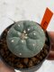 Lophophora williamsii 4-5 cm 7 years old seed ownroot flower seedling ロフォフォラ　烏羽玉　仔吹き　サボテン