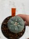 Lophophora williamsii 4-5 cm 7 years old seed ownroot flower seedling ロフォフォラ　烏羽玉　仔吹き　サボテン