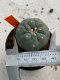 Lophophora williamsii 4-5 cm 7 years old seed ownroot flower seedling ロフォフォラ　烏羽玉　仔吹き　サボテン