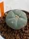 Lophophora williamsii 4-5 cm 7 years old seed ownroot flower seedling ロフォフォラ　烏羽玉　仔吹き　サボテン