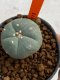 Lophophora williamsii 4-5 cm 7 years old seed ownroot flower seedling ロフォフォラ　烏羽玉　仔吹き　サボテン