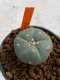 Lophophora williamsii 4-5 cm 7 years old seed ownroot flower seedling ロフォフォラ　烏羽玉　仔吹き　サボテン