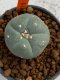 Lophophora williamsii 4-5 cm 7 years old seed ownroot flower seedling ロフォフォラ　烏羽玉　仔吹き　サボテン