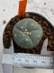 Lophophora williamsii 4-5 cm 7 years old seed ownroot flower seedling ロフォフォラ　烏羽玉　仔吹き　サボテン