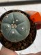 Lophophora williamsii 4-5 cm 7 years old seed ownroot flower seedling ロフォフォラ　烏羽玉　仔吹き　サボテン