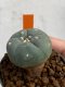 Lophophora williamsii 4-5 cm 7 years old seed ownroot flower seedling ロフォフォラ　烏羽玉　仔吹き　サボテン