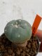 Lophophora williamsii 4-5 cm 7 years old seed ownroot flower seedling ロフォフォラ　烏羽玉　仔吹き　サボテン