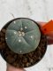 Lophophora williamsii 4-5 cm 7 years old seed ownroot flower seedling ロフォフォラ　烏羽玉　仔吹き　サボテン