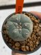 Lophophora williamsii 4-5 cm 7 years old seed ownroot flower seedling ロフォフォラ　烏羽玉　仔吹き　サボテン