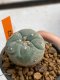 Lophophora williamsii 4-5 cm 7 years old seed ownroot flower seedling ロフォフォラ　烏羽玉　仔吹き　サボテン