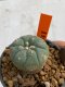 Lophophora williamsii 4-5 cm 7 years old seed ownroot flower seedling ロフォフォラ　烏羽玉　仔吹き　サボテン